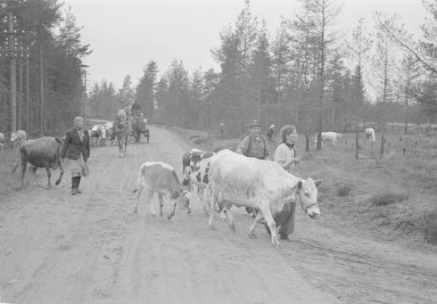 Evakot kuljettamassa karjaa